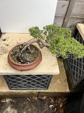 Collection juniper bonsai for sale  CAMBERLEY