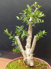 Composition bonsaï olivastro d'occasion  Expédié en France