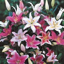 Oriental lily live for sale  Gassville