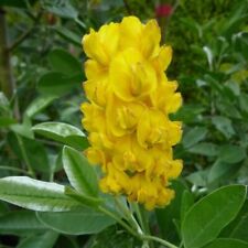 Cytisus battandieri 9cm for sale  BECCLES