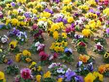 MISTURA GIGANTE SUÍÇA AMASSADA - 300 SEMENTES - mistura de flores coloridas grandes e vibrantes comprar usado  Enviando para Brazil