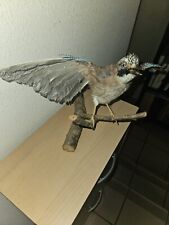 Ancienne taxidermie geai d'occasion  Dole