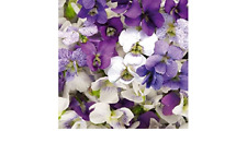 Viola sorority sisters for sale  MARCH