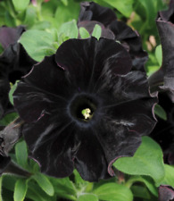 Used, 100 Super Black Cat Petunia Seeds Petunia hybrida  for sale  Shipping to South Africa