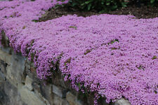 Creeping thyme seeds for sale  Poncha Springs
