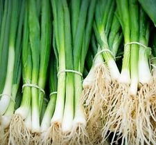 Spring onion seeds for sale  PEEBLES