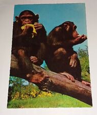 Zoecke schimpansen chimp gebraucht kaufen  Haßmersheim