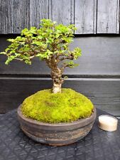 Bonsai japanische ulme gebraucht kaufen  Torgau