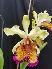 cattleya orchid for sale  Great Neck