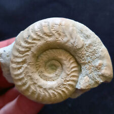 fossile ammonite usato  Italia