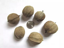 Shagbark hickory nuts for sale  Pittsfield