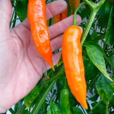 Piment bulgarian carrot d'occasion  Carquefou