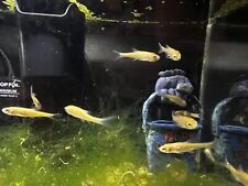 Rosy red minnows for sale  Las Vegas