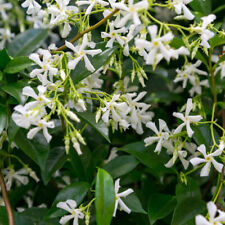 Star jasmine plants for sale  NEWTOWNARDS