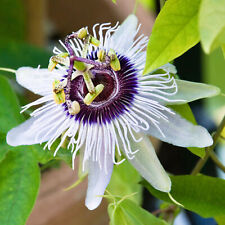 Passiflora beauty hannover for sale  UK