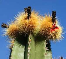 Pachycereus pecten-aboriginal (LOWER CALIFORNIA) SEEDS, used for sale  Shipping to South Africa