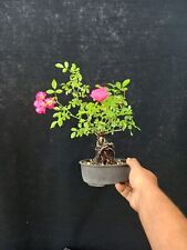 outdoor bonsai trees for sale  Shipping to Ireland