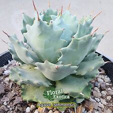 Agave isthmensis starter for sale  West Covina