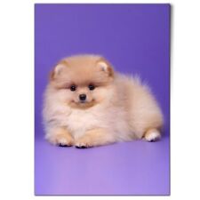 Pomeranian spitz dog for sale  SELBY