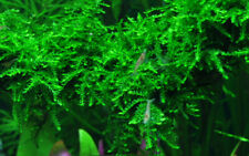 Weeping moss live for sale  PLYMOUTH