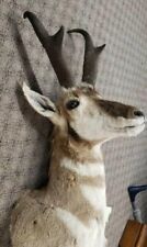 Pronghorn antelope taxidermy for sale  Spokane