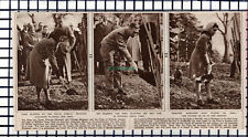 C6327) Windsor Great Park Tree Planting - 1945 Cutting for sale  Shipping to South Africa