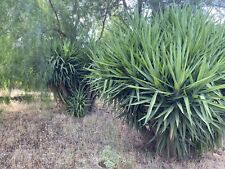 Yucca gigante usato  Ragalna