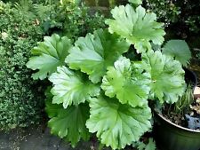 large outdoor plants for sale large outdoor plants for sale BURY