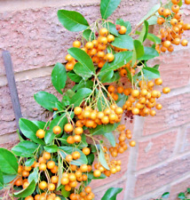 Pyracantha gold firethorn for sale  SPALDING