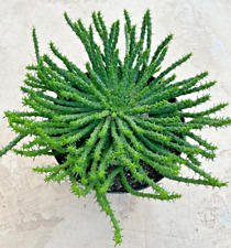 Euphorbia flanaganii medusa d'occasion  Expédié en Belgium