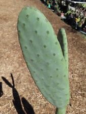 20 semillas Opuntia ficus indica v decumana almohadilla de cactus fruta roja nopal pera espinosa segunda mano  Embacar hacia Argentina