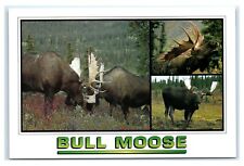 Postcard bull moose for sale  Saco
