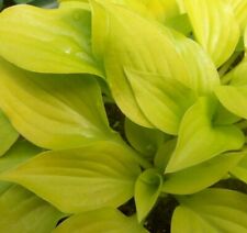 Dwarf golden hosta for sale  Olympia