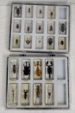 Real insects bugs for sale  MALDON