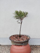 Bonsai küstenmammutbaum winte gebraucht kaufen  Lindau (Bodensee)