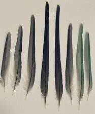 parrot feathers for sale  Schenectady
