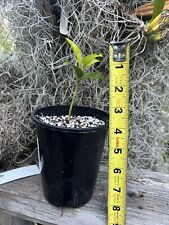 Black sapote plant for sale  Torrance