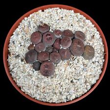 Mixed lithops colony for sale  LEIGH