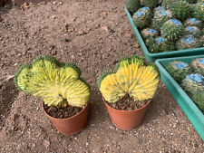 Cactus echinopsis cristata for sale  Ireland