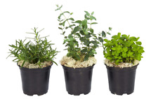 Live plants air for sale  Secaucus