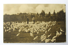 leghorn white hens for sale leghorn white hens for sale Santa Rosa