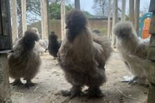 Sunnysidesilkies silkie bantam for sale  CARSHALTON