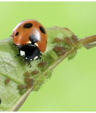 Dragonfli ladybird adults for sale  ST. LEONARDS-ON-SEA