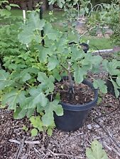 Dormant fig tree for sale  Bowie