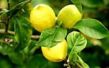 Citrus limon lunario gebraucht kaufen  Wurzen