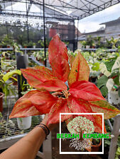 Real Pict Aglaonema Red Moon Free Pithosanitary Certificate for sale  Shipping to South Africa