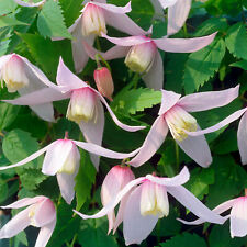 Clematis alpina willy for sale  UK