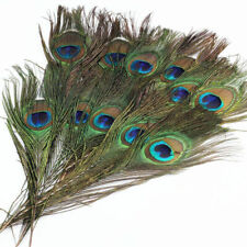 20x natural peacock for sale  HAYES