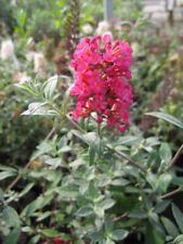 Buddleja davidii prince gebraucht kaufen  Zetel