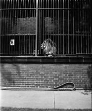 lion photo for sale  Dixon